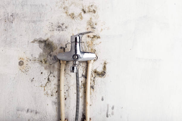 Best Professional Mold Removal  in Stewartstown, PA