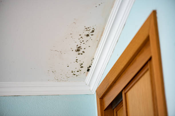 Best Residential Mold Removal  in Stewartstown, PA