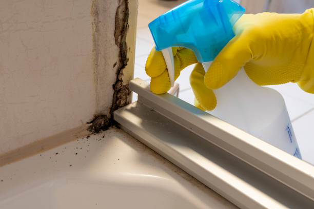 Best Attic Mold Removal  in Stewartstown, PA