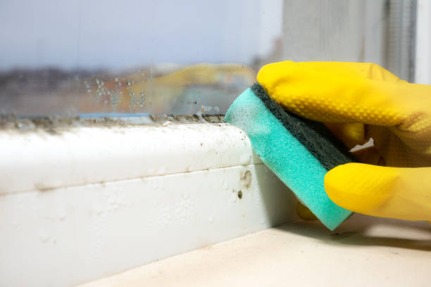 Best Black Mold Removal  in Stewartstown, PA