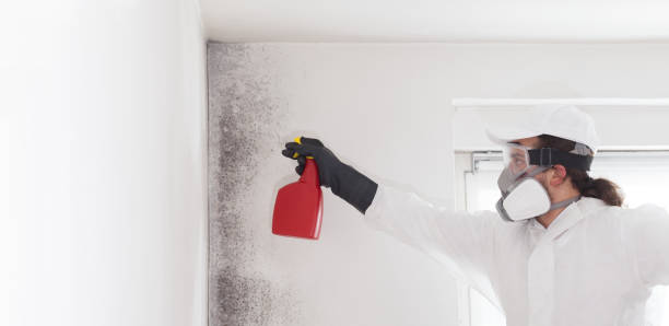 Home Mold Removal in Stewartstown, PA