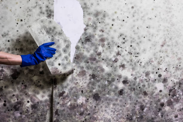 Best Certified Mold Removal  in Stewartstown, PA