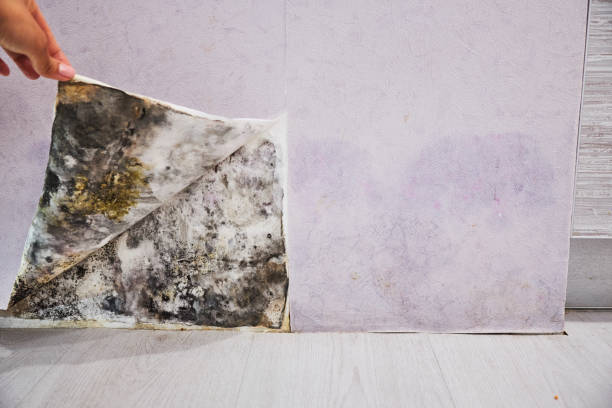 Best Mold Remediation Services  in Stewartstown, PA